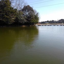 大安トラウトレイク 釣果